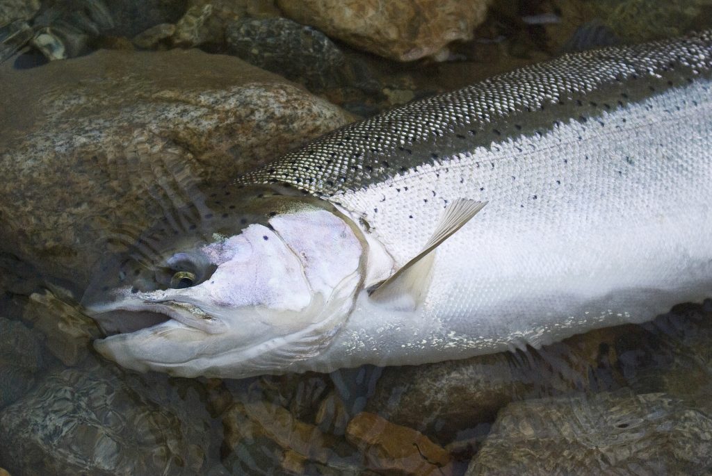 Steelhead fly fishing