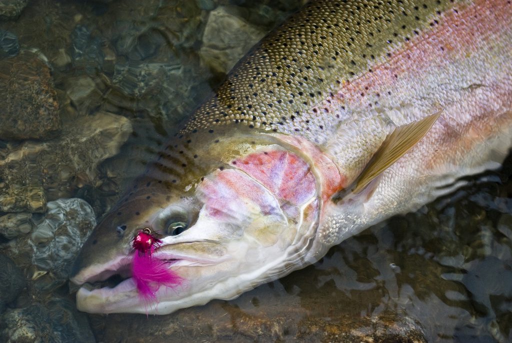 Fly and steelhead