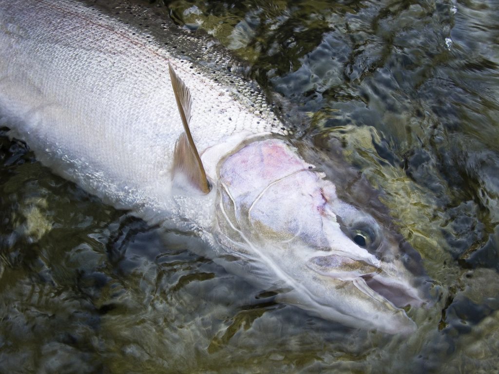 Steelhead