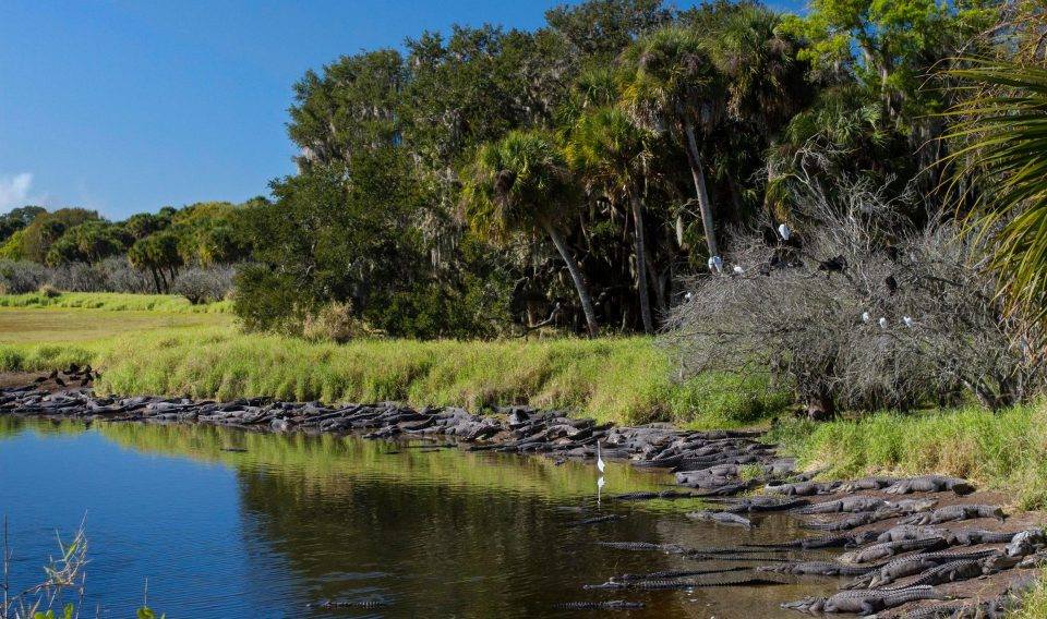 Dangers of Angling - Gators