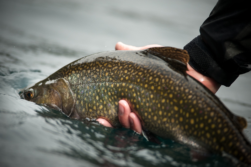 fly fisherman photo of catch