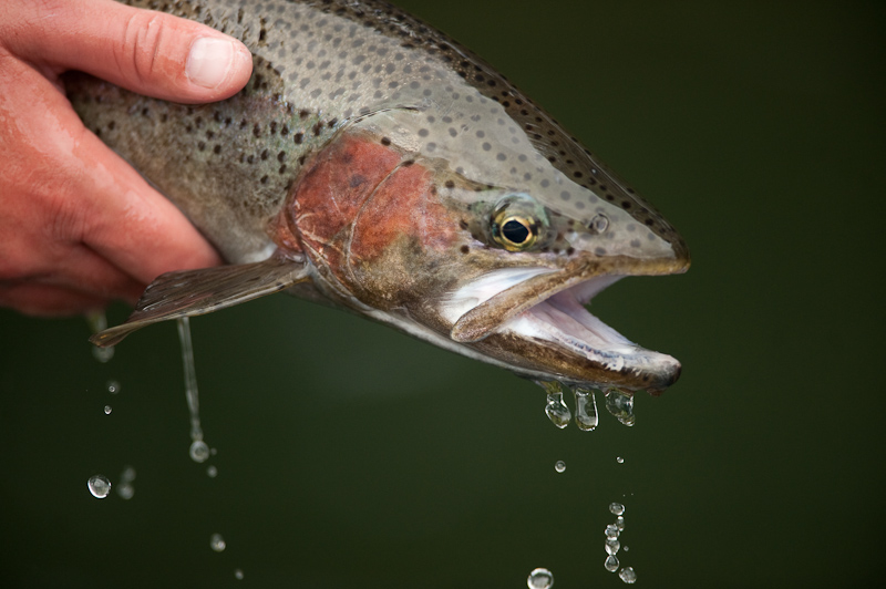 fly fisherman photo of catch