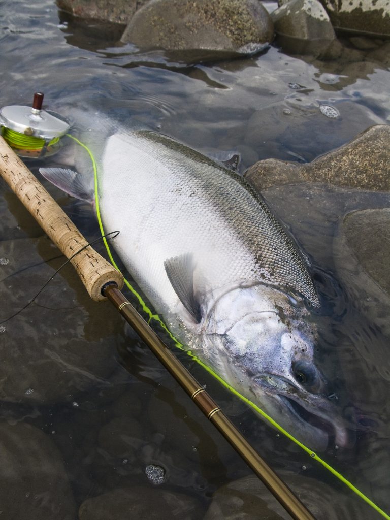 Steelhead mythology